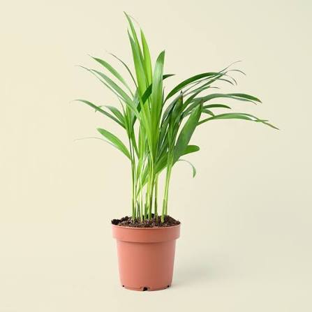Купить Горшки для цветов в Короче
